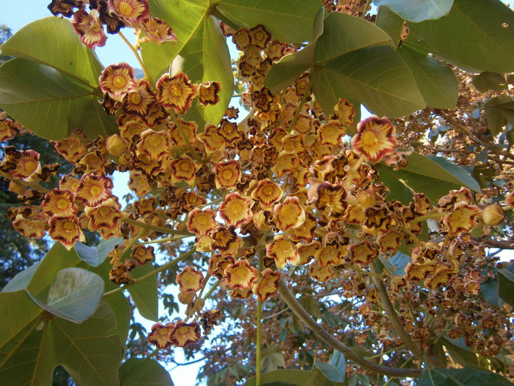 Skunk tree flowers